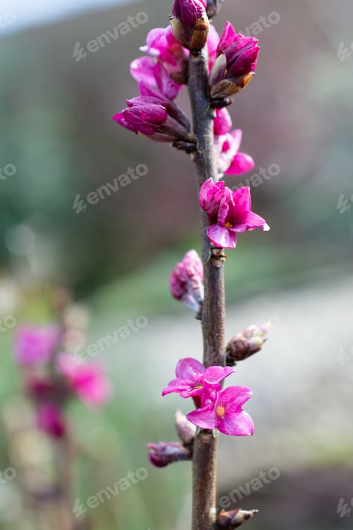 Preview: A Dark Pink Daphne Mezereum In Flower