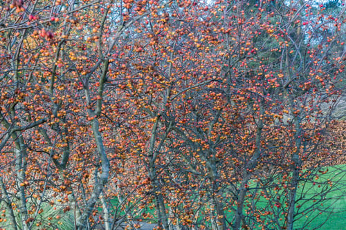 Preview: Malus 'Evereste' In Winter