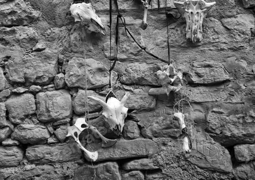 Preview: Goat Skull In Tent Of Campaign India, Animals And Symbols