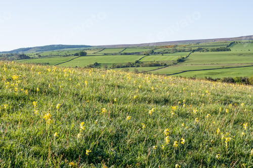Preview: Cowslips On The Hillside