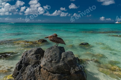 Preview: Panorama Of The Most Beautiful Beach Of The Caribbean On The Island Of Aruba In The Netherlands