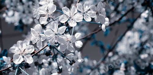 Preview: Cherry Tree Blossoms. White Spring Flowers Close-Up. Soft Focus Spring Seasonal Background. Vintage