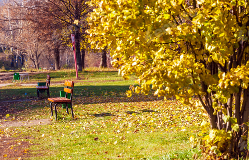 Preview: Bench In Autumn City Park With Gold Leaves Around