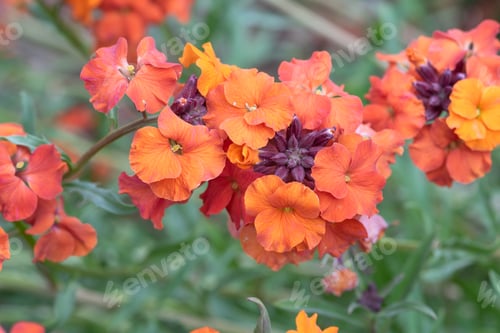 Preview: Perennial Wall Flower, Orange Erysimum