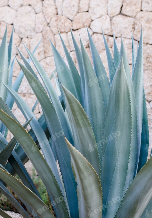 Preview: Agave Plants, Palms And Succulents In The Tropical Garden. Abstract Pattern Of Plants