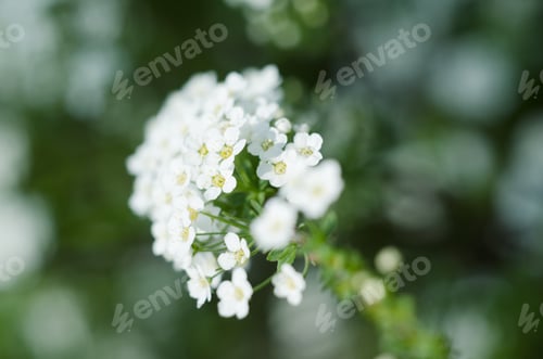 Preview: Soft Focused Close Up Picture Of White Spirea, Bush Of Thunbergii Or Thunbergii Meadowsweet