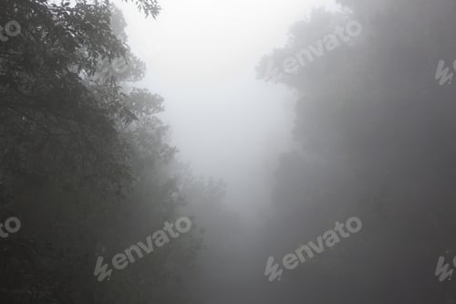 Preview: Anaga Rain Forest In Tenerife Canary Islands, Spain