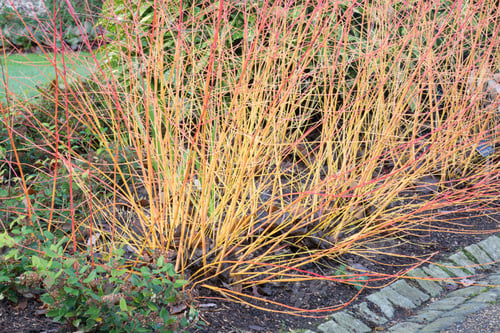 Preview: Cornus Sanguinea 'Midwinter Fire' During Winter