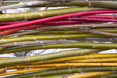 Preview: Woven Cornus Stems