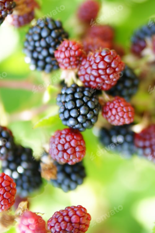 Preview: Berries, Blackberries