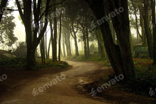 Preview: Path In A Forest Covered With Mist. Arched Tree Branches