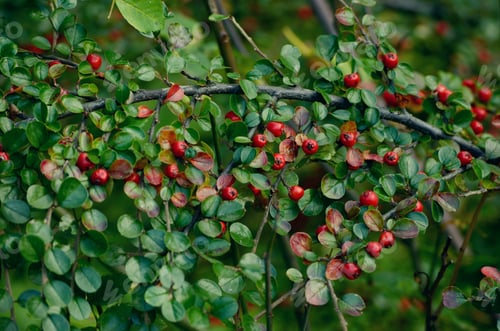 Preview: Bright Red Berries and Green Leaves on Branches