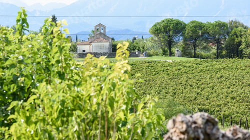 Preview: Church In The Vineyards