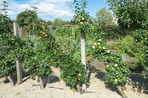 Preview: Cordon Grown Apple Trees
