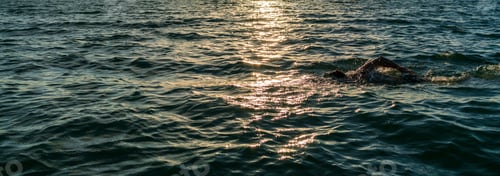 Preview: Man Swimming In Open Water At Sunset