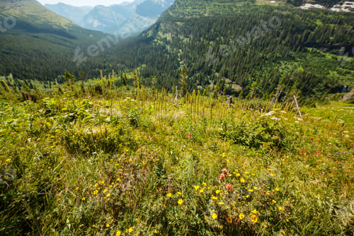Preview: Mountain Meadow In Sunny Day. Natural Summer Landscape.