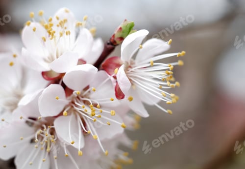Preview: Apricot Blooming In The Garden. Beautiful Spring Seasonal Background With Vintage Filter Effect.
