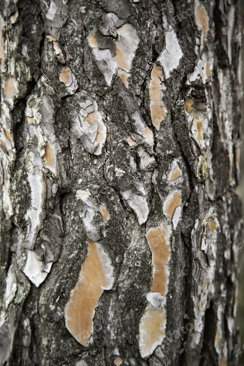 Preview: Dry Tree Bark, Background Detail Of A Tree In A Forest