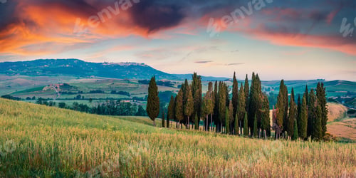Preview: Classic Tuscan View With Cypress Trees On The Field Of Wheat. Colorful Summer Sunrise In Italian