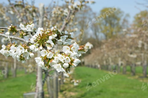 Preview: Cherry Blossom On A Branch