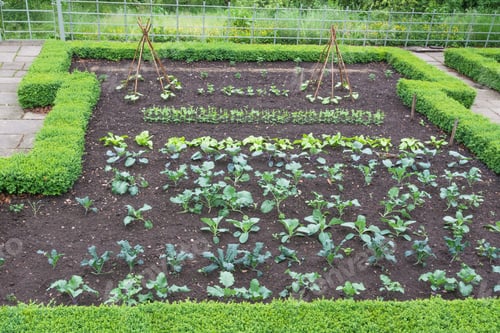Preview: Young Vegetables In A Garden