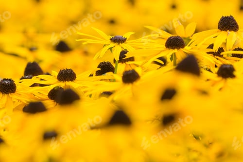 Preview: Rubeckia Fugida In Full Flower
