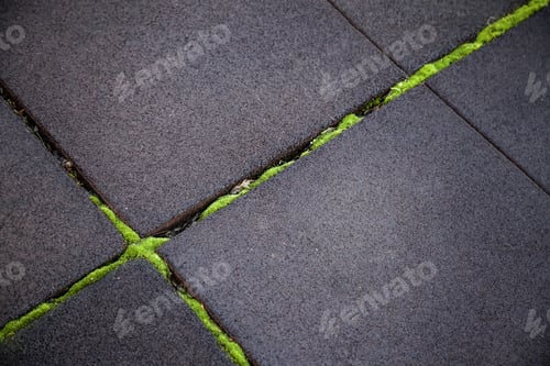 Preview: Moss In Soil, Construction And Architecture, Vegetation