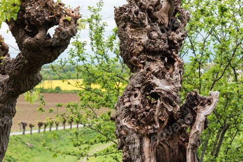 Preview: Castles And Ancient Churches On The Friuli Hills. Trip To Arcano And San Daniele Del Friuli. Udine