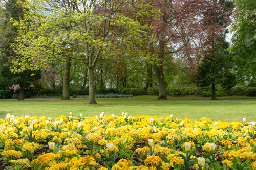 Preview: Yellow Polyanthus In A Park Border