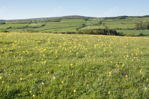 Preview: Cowslips In A Meadow