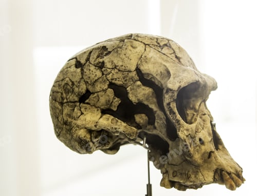 Preview: Human Skull Head In Laboratory, Experiment And Science