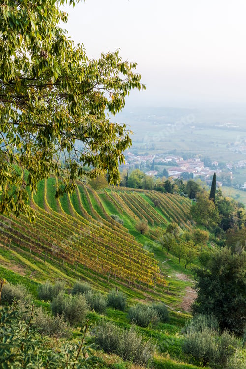 Preview: Sunset From The Cormons Hill. Among Fog, Vineyards And Fiery Colors. Italy