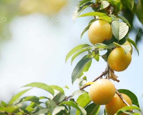 Preview: Delicious Cherry-Plum Fruits On A Branch In Sunny Summer Day. Harvest Background