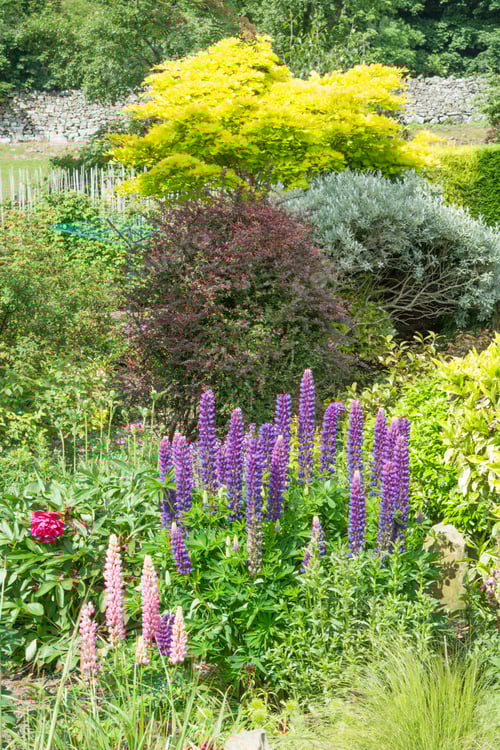 Preview: Garden Border With Lupins And Shrubs