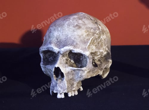 Preview: Human Skull Head In Laboratory, Experiment And Science
