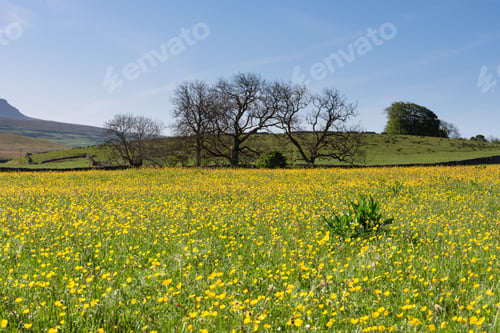 Preview: Meadow Buttercups And Trees In The Countryside