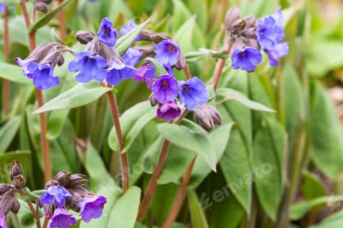 Preview: Lungwort Or Pulmonaria Angustifolia 'Blue Ensign'