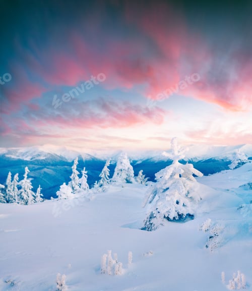 Preview: Impressive Winter Morning In Carpathian Mountains With Snow Covered Fir Trees. Colorful Outdoor