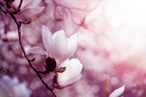 Preview: Romantic Spring Seasonal Background With Magnolia Flowers Blooming In A Spring. Beautiful Gentle