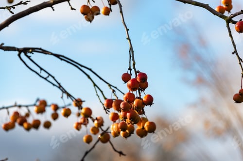 Preview: Crab Apples On The Tree, Malus 'Evereste'