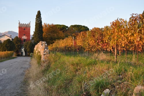 Preview: Autumn Colors Between The Vines And Hills At Dusk