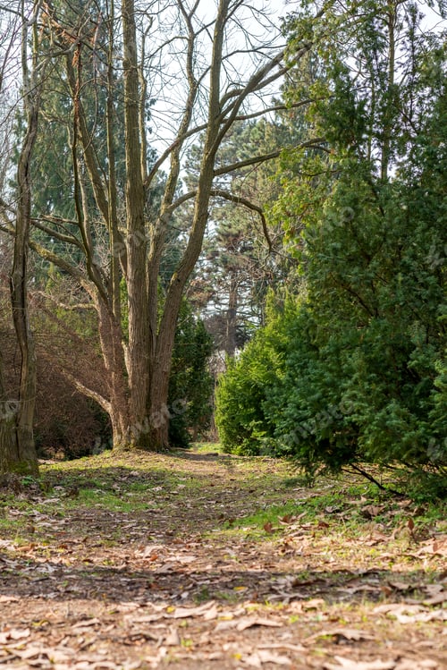 Preview: Early Spring Park. Footpath Among Tall Pine Trees.
