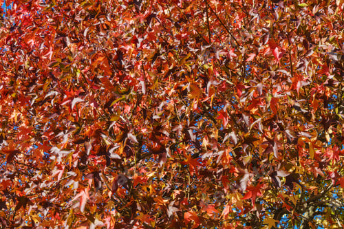 Preview: Background Of Red And Orange Autumn Foliage Of A Bush
