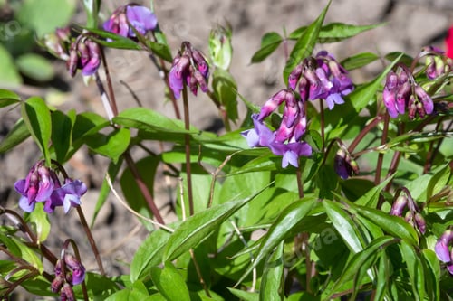 Preview: Lathyrus Vernus In Bloom In A Garden