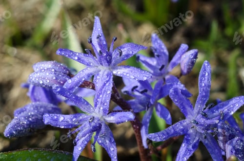 Preview: First Sunny Days In The Forest Full Of Blue Flowers Of Scilla Siberica.Magical Spring Seasonal