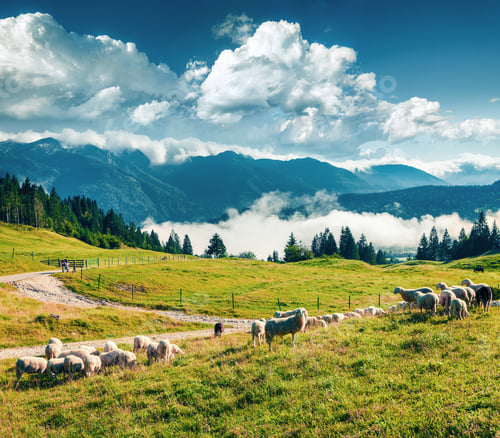 Preview: Flock Of Sheeps On Alpine Pasture In Sunny Summer Day. Colorful Morning Scene Of Triglav National