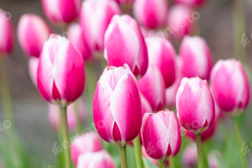 Preview: Pink And White Tulips In Flower