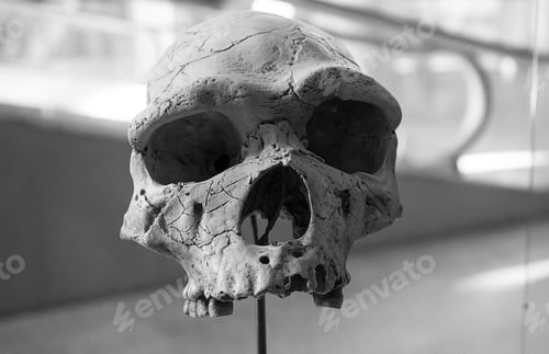 Preview: Human Skull Head In Laboratory, Experiment And Science