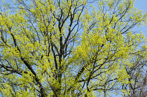 Preview: Beautiful Spring Forest. Young Green Leaves Of The Oak Trees Against Bright Spring Blue Sky And Sun