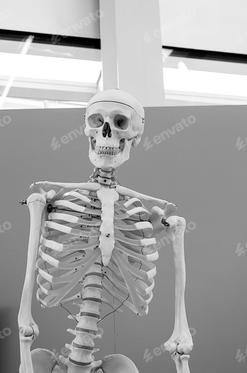 Preview: Human Skull Head In Laboratory, Experiment And Science